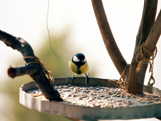 Great Tit Bird – Small Songbird Oil Painting