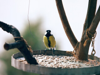 Great Tit Bird – Small Songbird Oil Painting