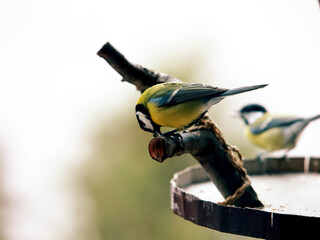 Great Tit Bird – Small Songbird Oil Painting