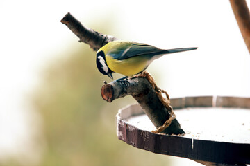 Great Tit Bird – Small Songbird Oil Painting