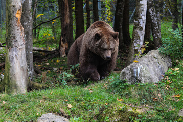 Braunb&auml;r im Cumberland Wildpark Gr&uuml;nau