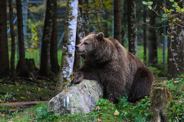 Braunbär im Cumberland Wildpark Grünau