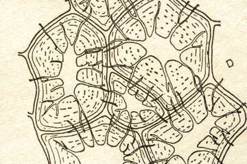 Obraz premium Retro vintage biological plant cell structure illustration part macro close up, abstract science background from old printed textbook, detailed organic pattern under microscope, biology nature concept