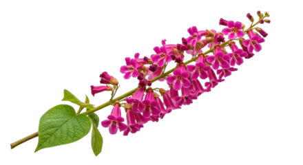 Isolated branch of Penstemon palmeri flower, also known as Palmer's penstemon or Scented penstemon