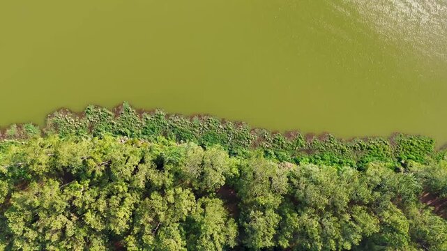 Aerial top down of Richmond Hill nature pond in forest sunny summer day in Bryan County Georgia