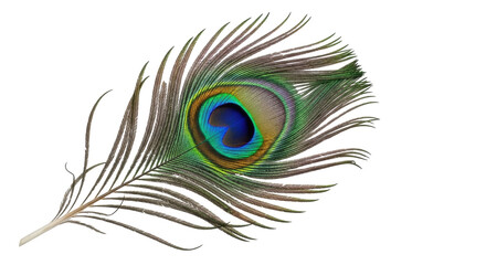Obraz premium Isolated peacock feather, exotic ornamental plumage with an iridescent eyespot pattern