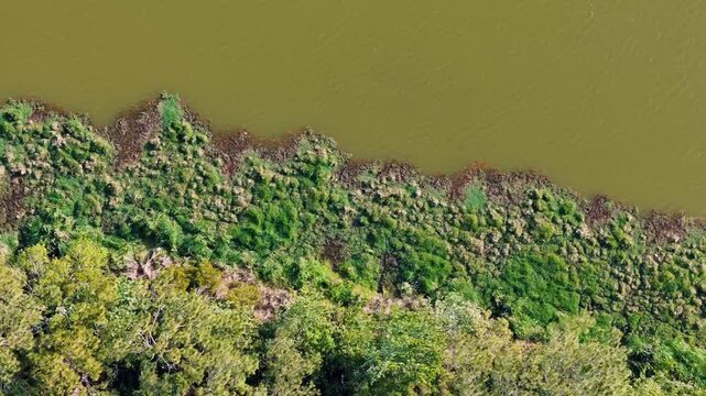 Aerial top down of Richmond Hill nature pond in forest sunny summer day in Bryan County Georgia