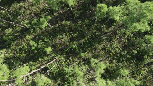 Pine Rockland Top Down Aerial