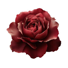 Realistic Red Rose Isolated on Transparent Background