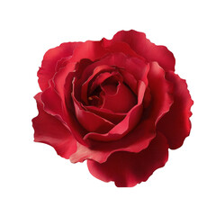 Realistic Red Rose Isolated on Transparent Background