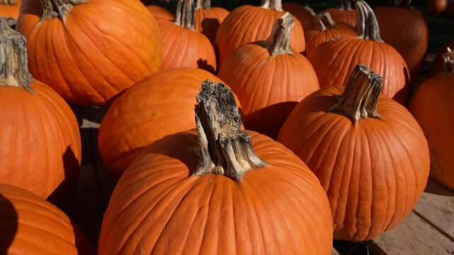 A close-up shot of vibrant orange pumpkins basking in warm autumn sunlight. The textured surfaces and earthy stems create a rustic fall atmosphere, highlighting natural beauty.