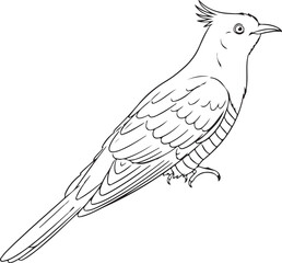 Monochrome Line Art Drawing of a Crested Bird