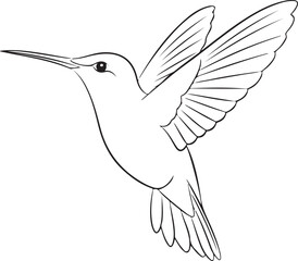 Elegant Hummingbird Line Art Illustration in Flight, Isolated on White Background