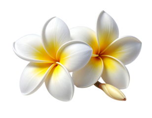 Frangipani Flower Bloom Isolated on Transparent Background