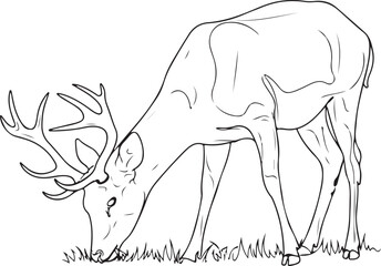 Line Art Illustration of a Buck Deer Grazing in Grass