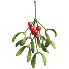 mistletoe with green leaves and red berries, love and tradition during the holiday season. ,watercolor clip art isolated on white background