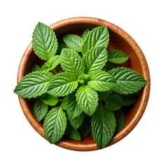 Fresh Papermint leaves in wooden bowl top view isolated on transparent background