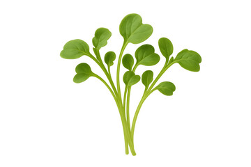 Green microgreens with small leaves showing fresh, healthy, and organic food for a nutritious diet. Transparent background