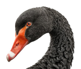 Majestic black swan displaying elegance wildlife sanctuary nature isolated on transparent background