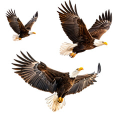 Obraz premium Flying bald eagles soaring high in the sky majestic birds of prey image