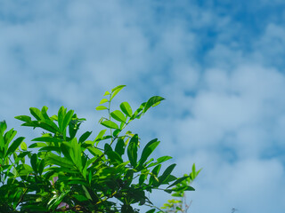 Leaf tops and clear sky on a nice day for background.