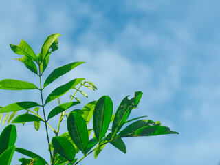 Leaf tops and clear sky on a nice day for background.