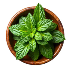 Fresh Papermint leaves in wooden bowl top view isolated on transparent background