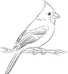 Crested Bird Outline Drawing Perched on a Branch