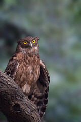 The bird’s piercing yellow eyes, mottled brown plumage, and powerful talons make it one of the most striking nocturnal raptors of South Asia