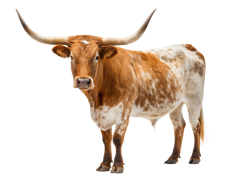 Texas longhorn isolated on transparent background, a majestic and iconic animal