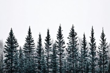 Evergreen trees against a white sky