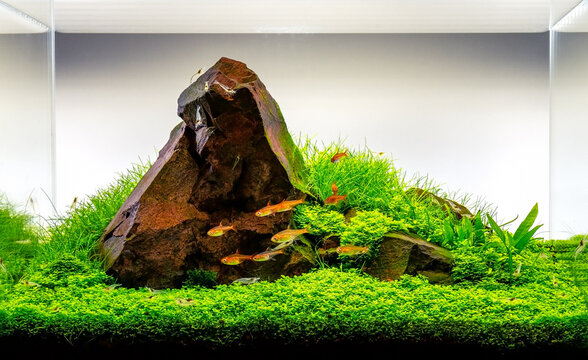 Iwagumi Aquascape im ADA Mini M &ndash; Final Shot f&uuml;r den IAPLC