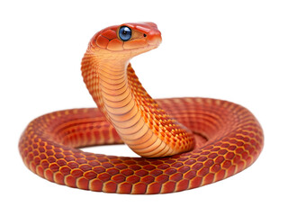 Fototapeta premium Red snake isolated on transparent background, reptile with blue eyes