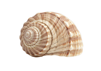 Natural seashell spiral pattern detailed texture macro photography ocean life marine specimen isolated object