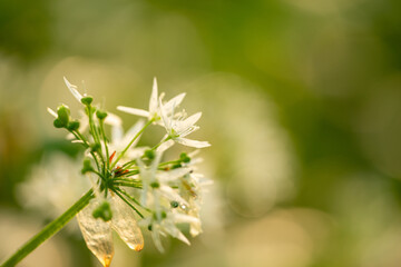 Grüner Bärlauchwald im Sonnenaufgang in Jockgrim