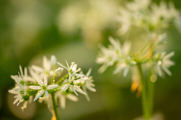 Grüner Bärlauchwald im Sonnenaufgang in Jockgrim
