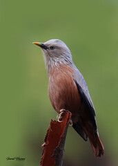 Perched gracefully on a tree branch in its natural habitat. The bird’s silky gray head, pale body, and rich chestnut tail contrast elegantly in soft natural light