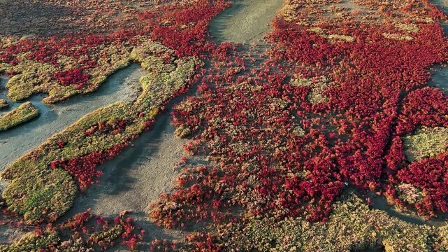 Breathtaking vertical drone capture showcasing expansive vibrant crimson red marshland vegetation intersected by narrow shallow water streams and scattered patches of bright green swamp grass texture