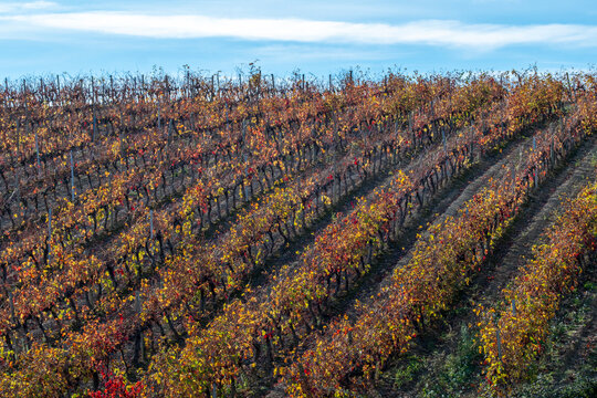 Parallel vineyard rows extending through La Rioja valley in early autumn light reflecting earthy textures, grape harvest preparation and sustainable cultivation framed by soft hills and open sky