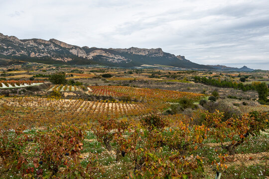 Agricultural landscape of La Rioja showing extensive vineyard plains bordered by rugged mountains and soft atmospheric haze evoking the balance between nature, cultivation and rural Spanish heritage