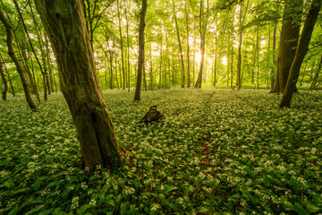 Grüner Bärlauchwald im Sonnenaufgang in Jockgrim