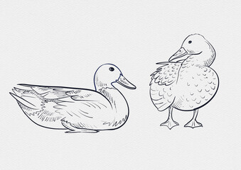 A detailed collection of hand-drawn fish illustrations featuring diverse freshwater and saltwater species like Carp, Hilsa, Tilapia, and Rohu. Each piece comes in a vibrant watercolor-style coloring.