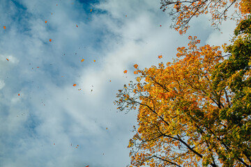 Yellow-orange autumn leaves fall from tall trees into a partly cloudy blue sky, capturing a peaceful seasonal moment in nature with ample copy space