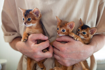 Close up of person holding three abyssinian sorrel and ruddy kittens in arms. Cute one month old kittens on beige background. Human-animal bonding, tenderness, pet adoption, nurturing young animals.