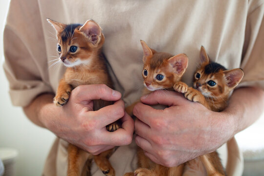 Close up of person holding three abyssinian sorrel and ruddy kittens in arms. Cute one month old kittens on beige background. Human-animal bonding, tenderness, pet adoption, nurturing young animals.