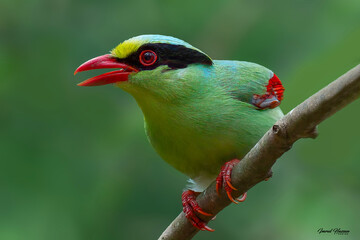 The bird’s vivid green plumage, bright red bill, and contrasting black eye stripe make it one of the most colorful and captivating species of Asian forests
