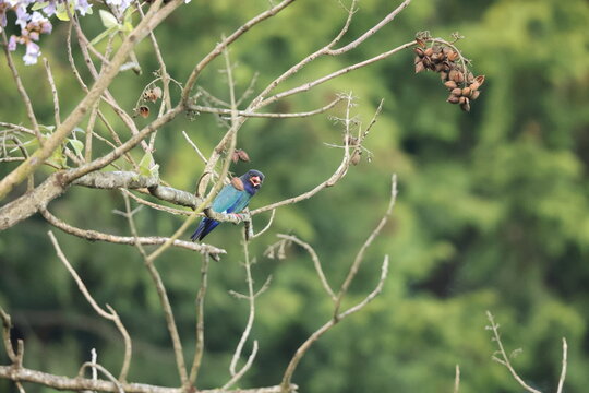 Oriental dollarbird (Eurystomus orientalis) is a bird of the roller family. This photo was taken in Japan.
