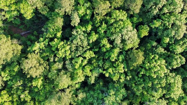 Aerial top down of Richmond Hill trees in forest sunny summer day in Bryan County Georgia