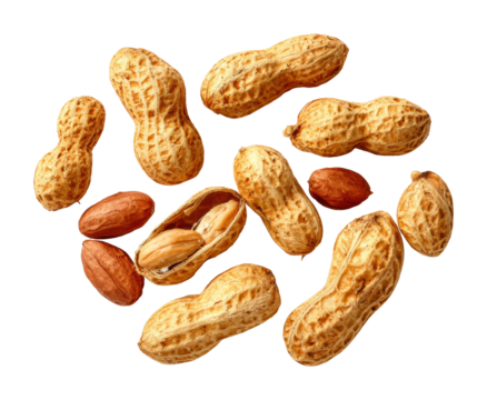 Peanut harvesting process farm food natural isolated on transparent background