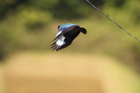 Oriental dollarbird (Eurystomus orientalis) is a bird of the roller family. This photo was taken in Japan.